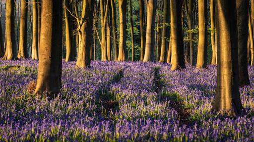 A forest with tall trees and a field of purple flowers.