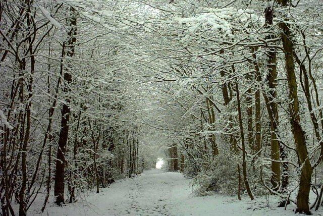 Hamstreet Woods in Snow. Snow has been a relatively rare occurrence in this part of the Southeast, but this view of Main Ride in Hamstreet Woods could be enjoyed in early 2005.