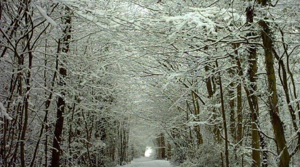 Hamstreet Woods in Snow. Snow has been a relatively rare occurrence in this part of the Southeast, but this view of Main Ride in Hamstreet Woods could be enjoyed in early 2005.