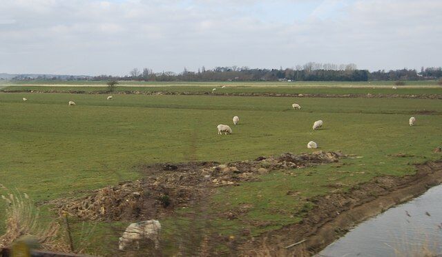Sheep grazing on the Romney Marshes