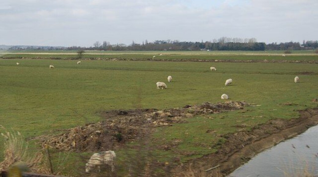 Sheep grazing on the Romney Marshes