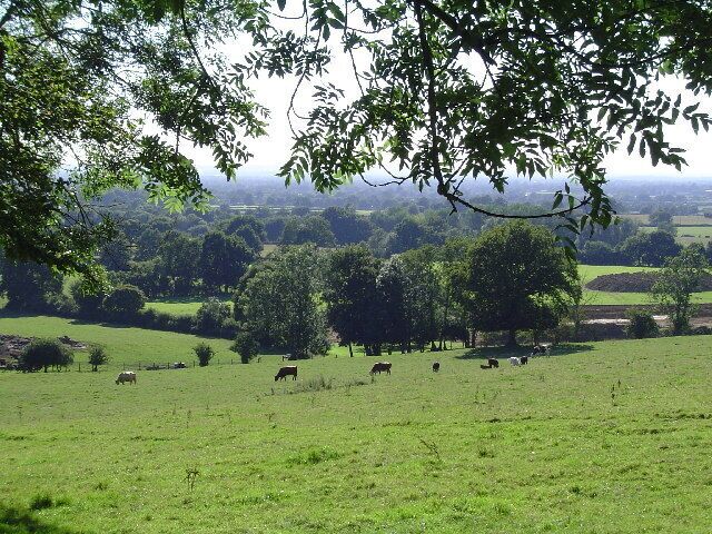 A green field with trees and cows grazing.