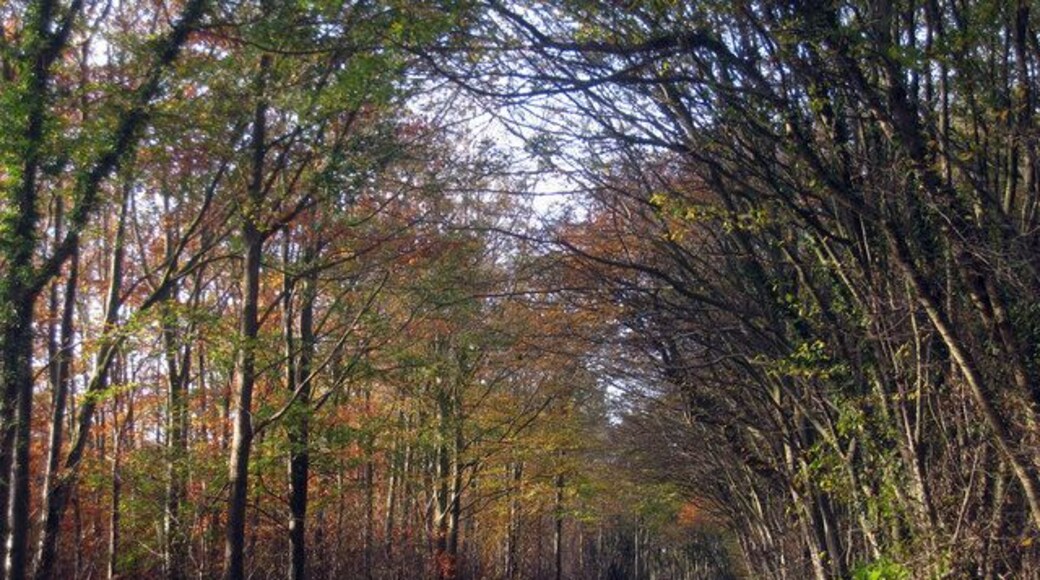 Church Lane Through Orlestone Forest.