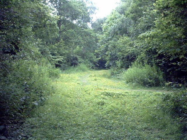 Ham Street Woods - Gill Farm Track. Ham Street Woods is a Site of Special Scientific Interest (SSSI), famed for its wild service trees and nightingales. This shot is facing south near the bottom of the grid square along Gill Farm Track - the bridleway that runs through the middle of the woods. In this shot North Ride joins from the right and Main Ride departs a little further on the left. For information on walks in the area visit http://hometown.aol.co.uk/hamcopublishing/walkhamstreet.html