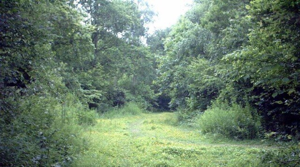 Ham Street Woods - Gill Farm Track. Ham Street Woods is a Site of Special Scientific Interest (SSSI), famed for its wild service trees and nightingales. This shot is facing south near the bottom of the grid square along Gill Farm Track - the bridleway that runs through the middle of the woods. In this shot North Ride joins from the right and Main Ride departs a little further on the left. For information on walks in the area visit http://hometown.aol.co.uk/hamcopublishing/walkhamstreet.html