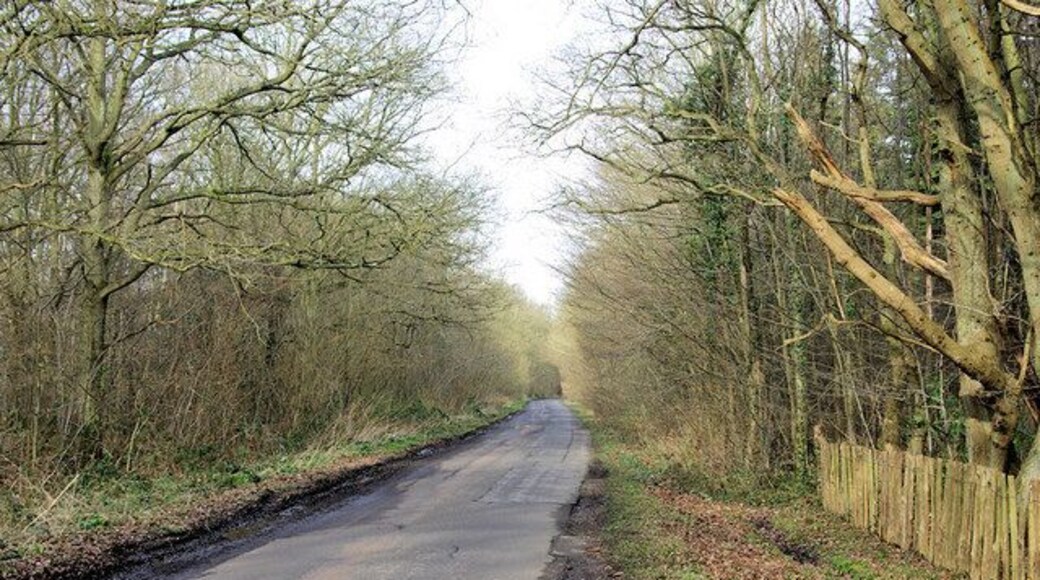 Lane through Orlestone Forest The component woods are Longrope Wood on the left and Birchett Wood on the right.