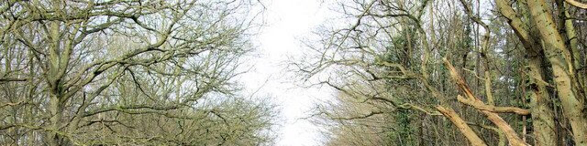 Lane through Orlestone Forest The component woods are Longrope Wood on the left and Birchett Wood on the right.