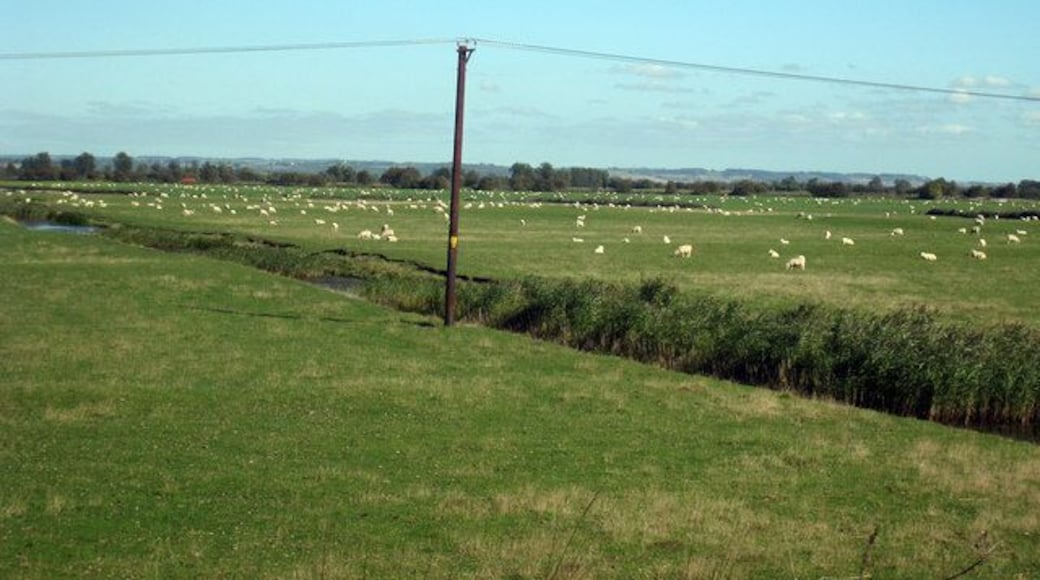 Sheep at The Dowels The Romney Marshes and surrounding low lying land were once at sea. Now they are largely populated with tens of thousands of sheep.