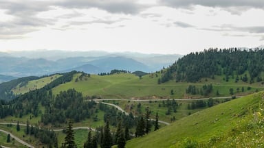 Beautiful green nature landscape of trees and forests in rural areas of Blacksea region, Artvin, Turkey