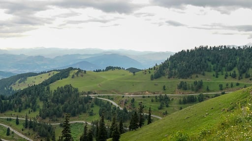 Beautiful green nature landscape of trees and forests in rural areas of Blacksea region, Artvin, Turkey