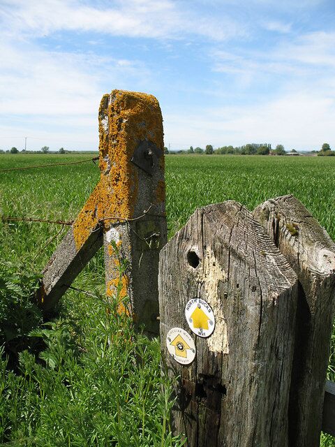 Marker and Fence Posts. A marker post on Ellesborough and Kimble circular walk at the footcrossing of the Princes Risborough to Aylesbury railway line. The adjacent concrete fence post has a healthy growth of yellow lichen. The crop in the field behind is wheat.