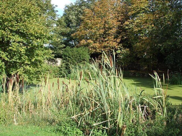 Village Pond, Stone. Opposite 247368 is this duckweed covered pond with reed-mace (often incorrectly referred to as bullrushes) much in evidence in the foreground. The pond lies in the angle created between the Bishopstone and Oxford Roads.
