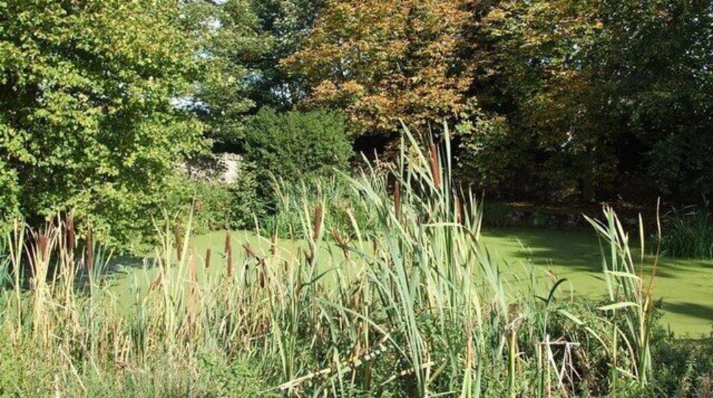 Village Pond, Stone. Opposite 247368 is this duckweed covered pond with reed-mace (often incorrectly referred to as bullrushes) much in evidence in the foreground. The pond lies in the angle created between the Bishopstone and Oxford Roads.