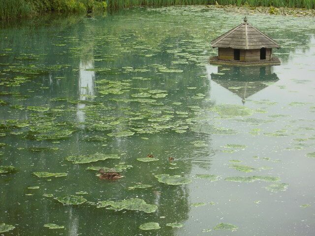 Duck pond near Great Kimble A duck family and house near to Great Kimble in the grounds of the Old Grange