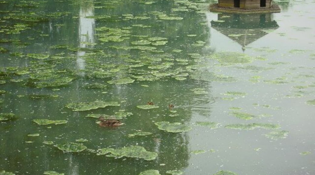 Duck pond near Great Kimble A duck family and house near to Great Kimble in the grounds of the Old Grange