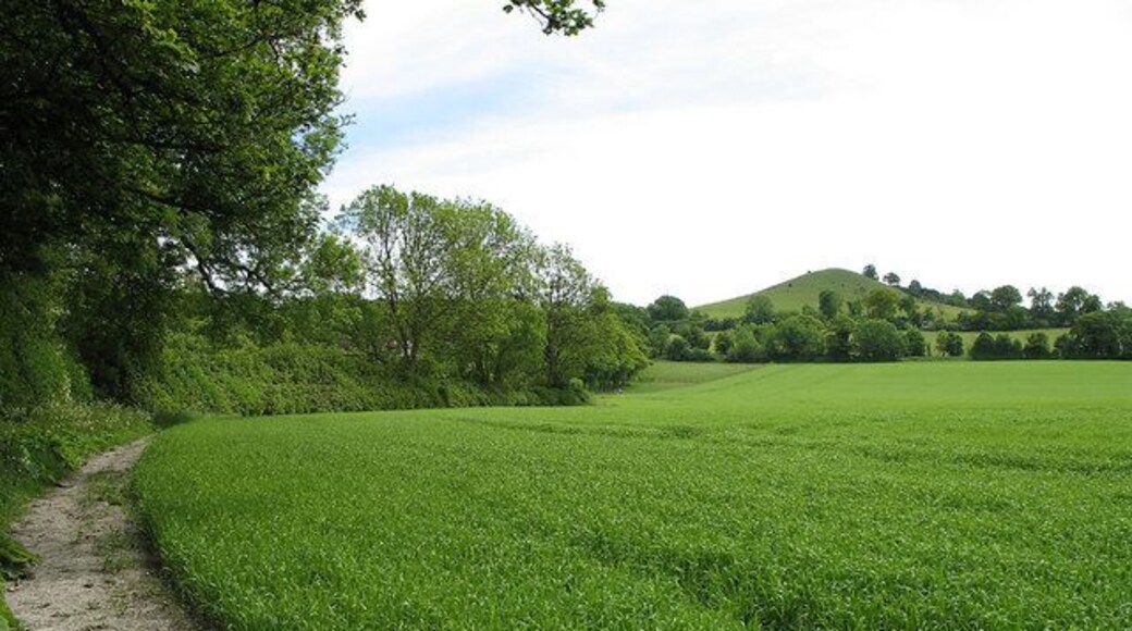 Footpath and Beacon Hill. Footpath following the line of The Springs, in the vicinity of Bushey Leys. An unidentified crop is growing well in the field. The colour of the path is indicative of the local chalkland. In the distance can be seen Beacon Hill.