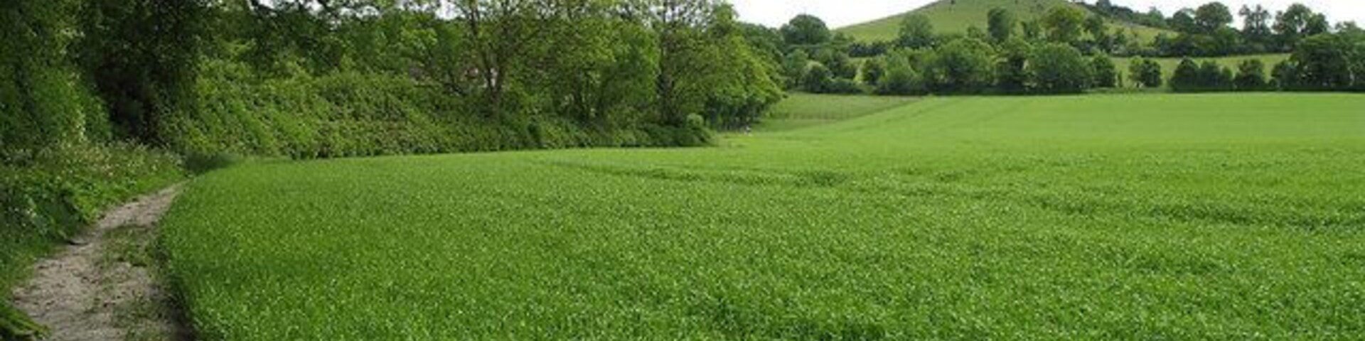 Footpath and Beacon Hill. Footpath following the line of The Springs, in the vicinity of Bushey Leys. An unidentified crop is growing well in the field. The colour of the path is indicative of the local chalkland. In the distance can be seen Beacon Hill.