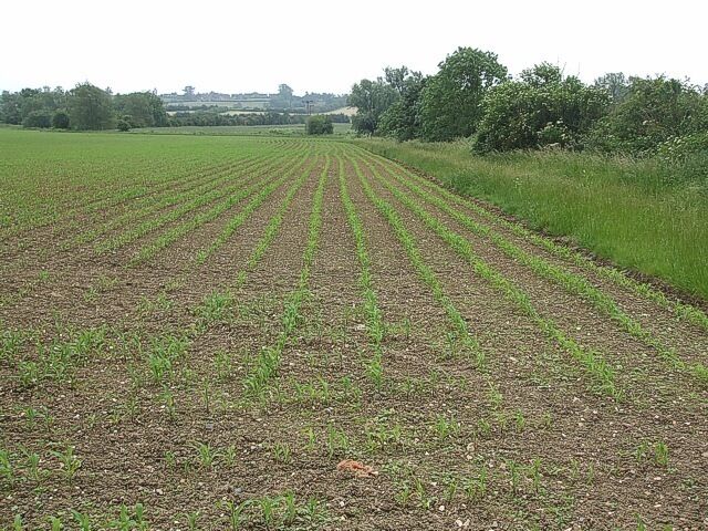Young crops. Orderly rows of newly sprouting crops stripe a field to the east of Hardwick. The hedgerow to the right of the photograph hides a stream which issued here 465426. The view in the opposite direction to this can be seen here 465438