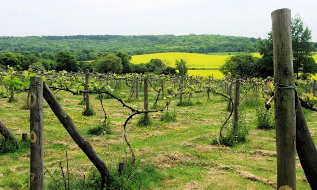 Hale Valley Vineyard looking across the valley towards Barn Wood, near to Wendover, Buckinghamshire, Great Britain. Having taken my dog for a walk I was driving along Hale Lane planning further walks � when I saw a sign indicating a local Vineyard was having a free wine tasting. As a result I visited this small vineyard and in addition to taking a few photographs I had an enjoyable taste of a locally produced dry sparkling wine.