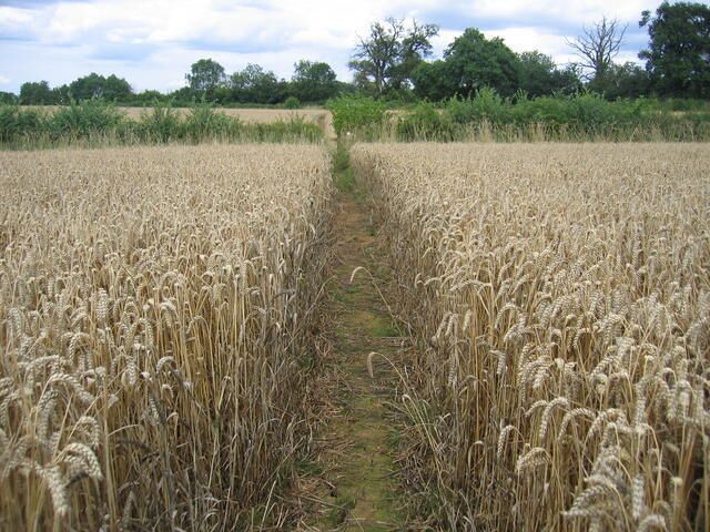 Footpath from Swerford.