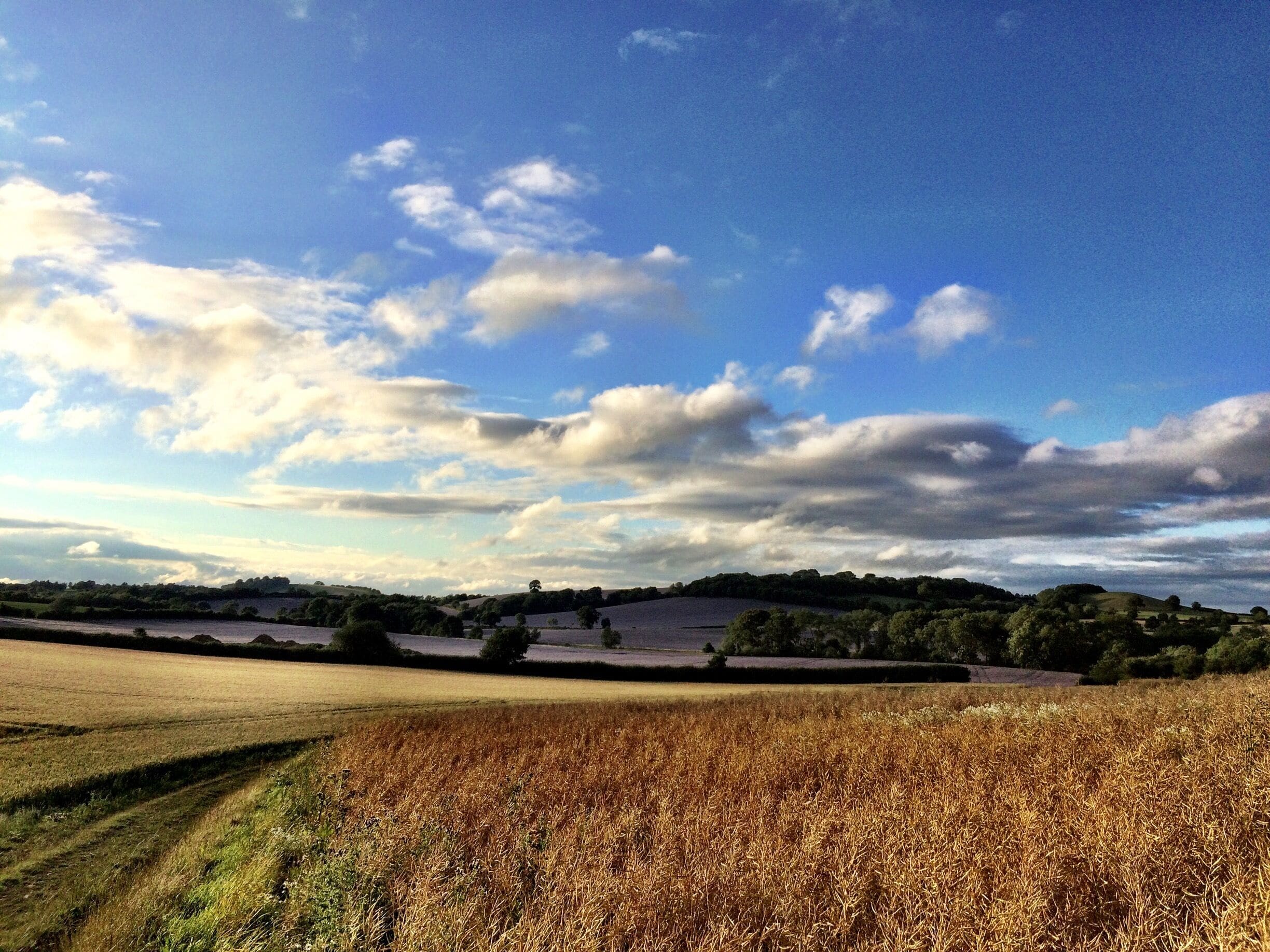 Summers evening. Corn in the foreground and purple Borage in the far fields...
