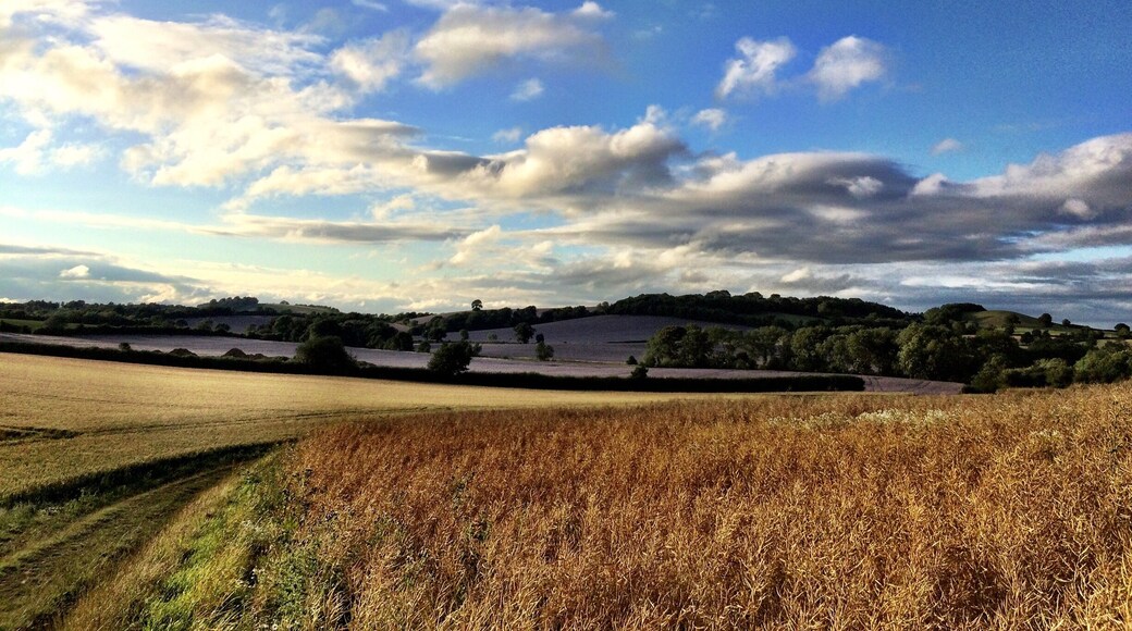Summers evening. Corn in the foreground and purple Borage in the far fields...