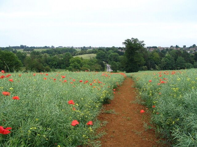 Footpath between Wroxton and Drayton. Looking towards Drayton, the footpath drops down through the field of oilseed rape with a smattering of poppies to join the A422 by the bridge over the stream (hidden in the dip). The A422 can be seen rising up the slope on the other side. The houses on the skyline are in Drayton.