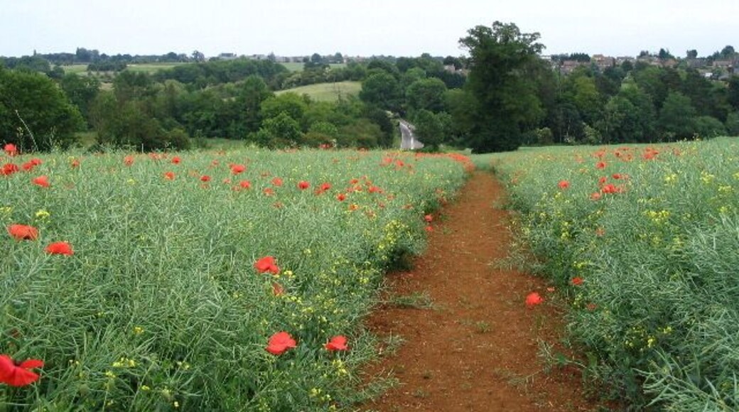 Footpath between Wroxton and Drayton. Looking towards Drayton, the footpath drops down through the field of oilseed rape with a smattering of poppies to join the A422 by the bridge over the stream (hidden in the dip). The A422 can be seen rising up the slope on the other side. The houses on the skyline are in Drayton.