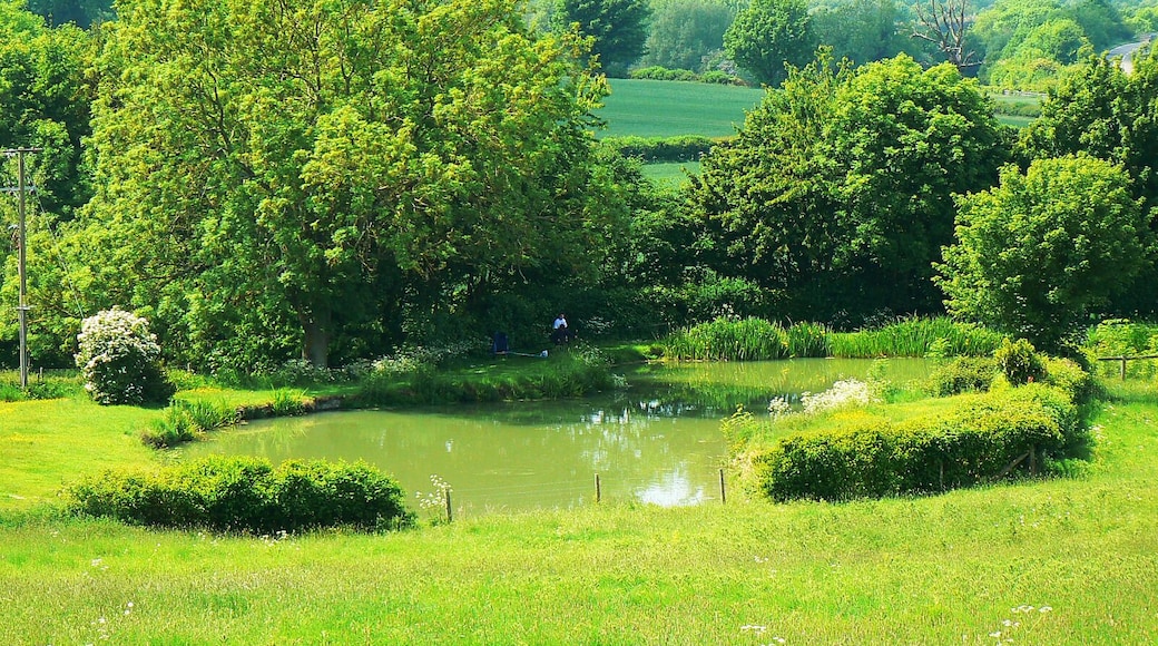 Fishpond near Aynho