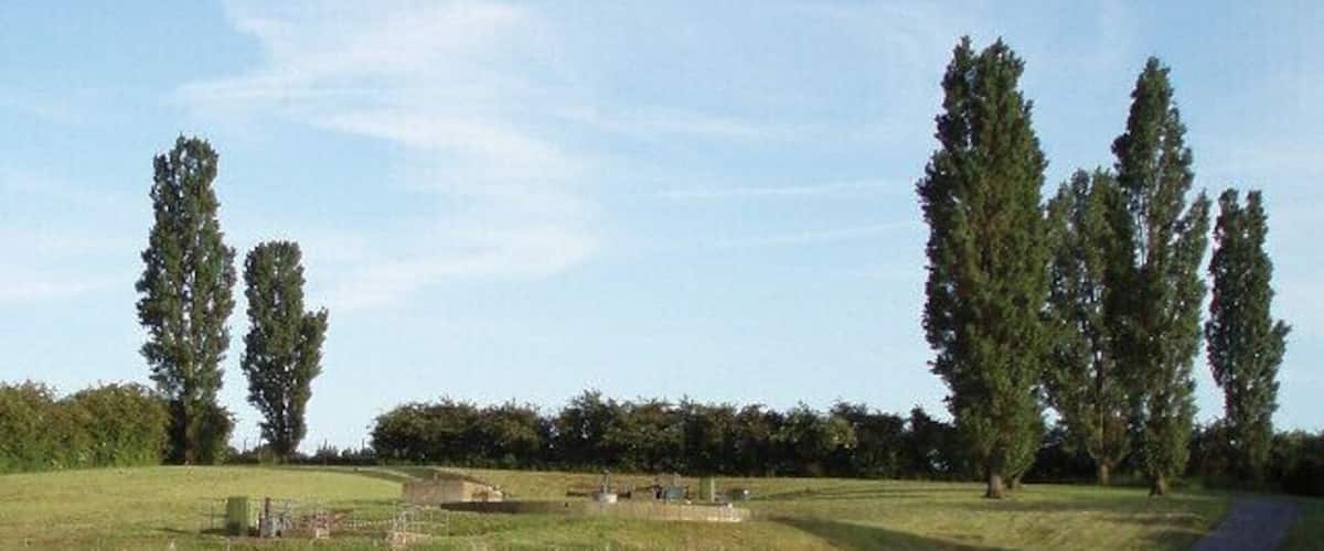A rural landscape with a dirt path, tall trees, and a grassy field.