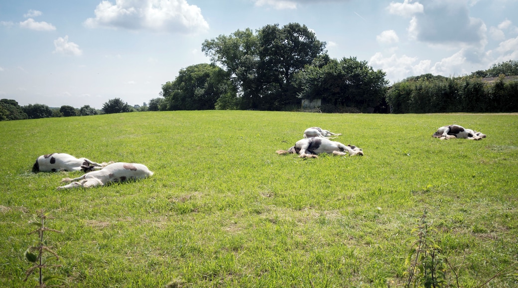 Street life Life in the north