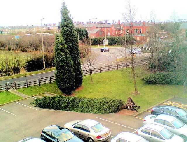 14m tall conifer trees uprooted in storm. Huge winds tore through the area in the afternoon.