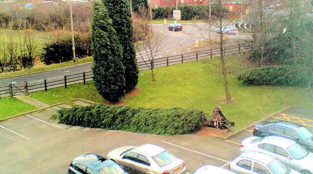 14m tall conifer trees uprooted in storm. Huge winds tore through the area in the afternoon.