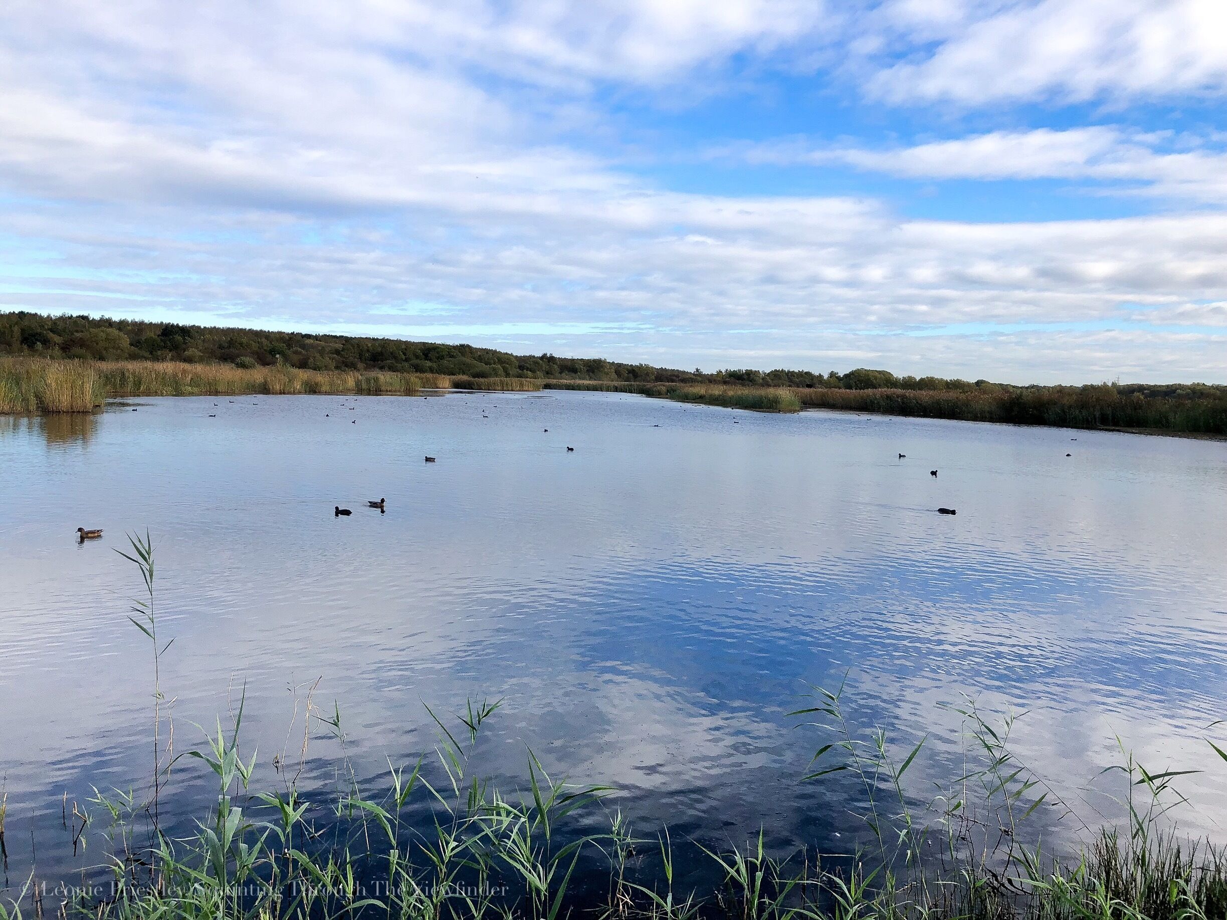 Peaceful wetlands close to Barnsley, South Yorkshire. Activities for kids include bird watching, bug hunting, pond dipping and seasonal trails.