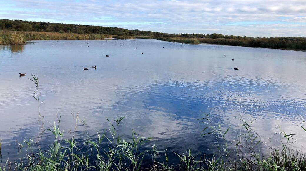 Peaceful wetlands close to Barnsley, South Yorkshire. Activities for kids include bird watching, bug hunting, pond dipping and seasonal trails.