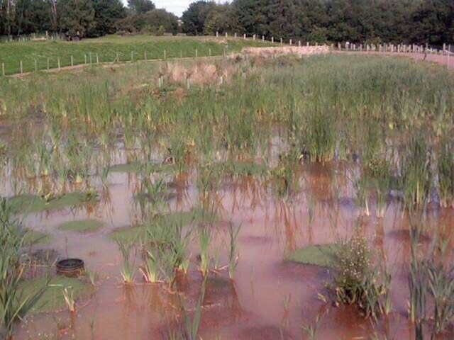 Man made reed beds alongside the Trans Pennine Trail Cleaning up water from old mine workings.