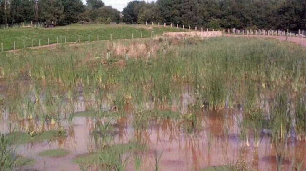 Man made reed beds alongside the Trans Pennine Trail Cleaning up water from old mine workings.