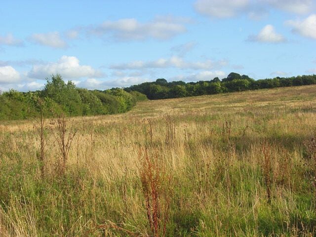 Rough grassland, Newton Tracey Looking up from the footpath beside Langham Lake below Kennacott.