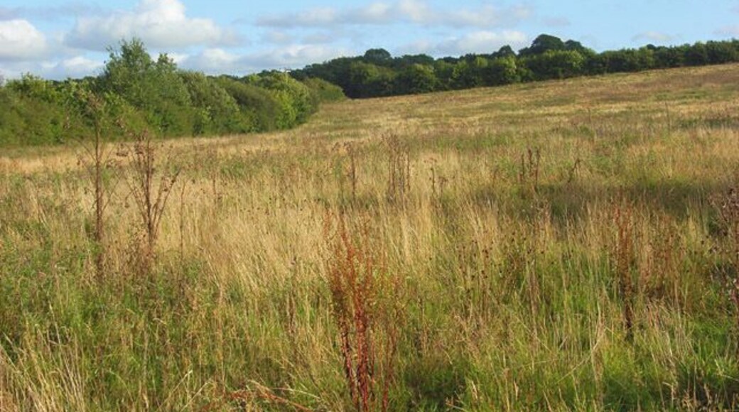 Rough grassland, Newton Tracey Looking up from the footpath beside Langham Lake below Kennacott.