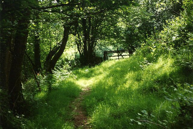 Parracombe: near Bumsley Mill. Footpath in the Heddon valley