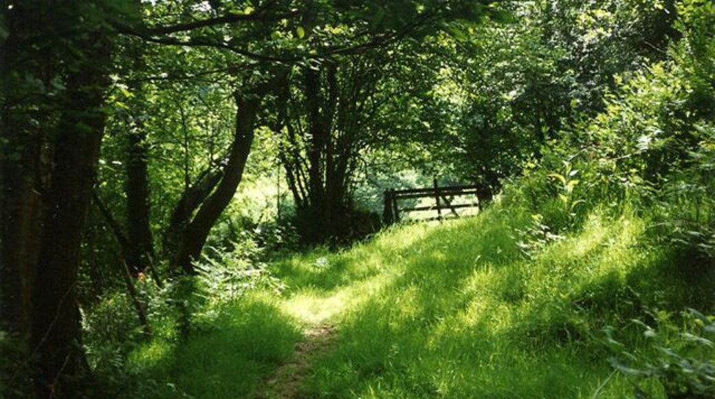Parracombe: near Bumsley Mill. Footpath in the Heddon valley
