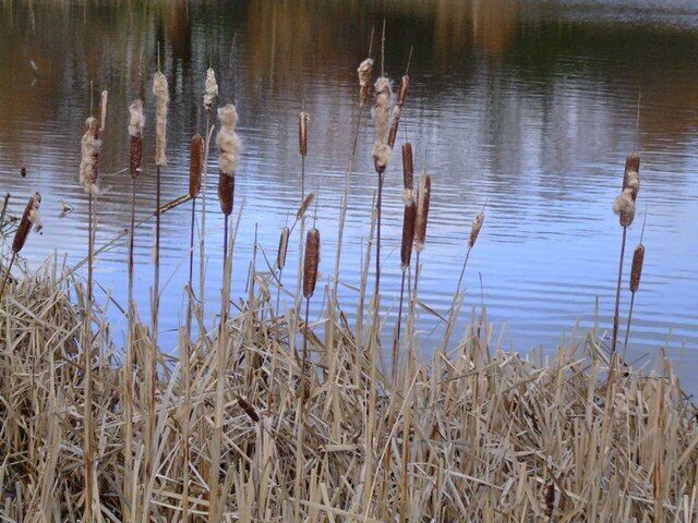 Gloucester Park (5) - bullrushes