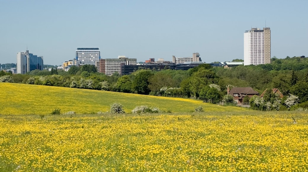 Basingstoke with buttercups A spring time view of Basingstoke, Hampshire from a meadow full of buttercups.; Shutterstock ID 56861389