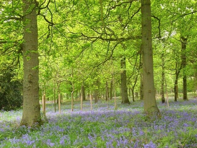 A forest with tall trees and a carpet of purple flowers.