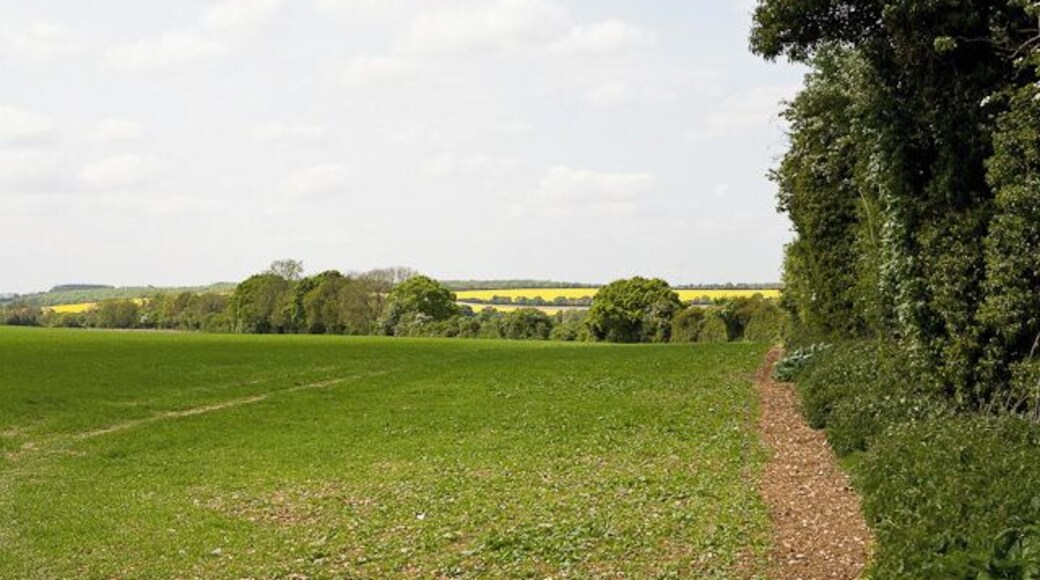 Field north of Maidenthorn Lane Looking towards North waltham from footpath (which runs within the vegetation at right).