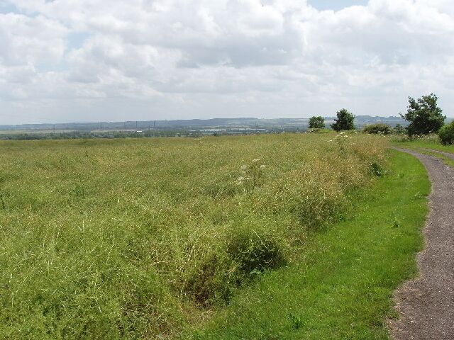 Oilseed rape at Ashbrook Farm The plants with their seed pods are all tangled together,