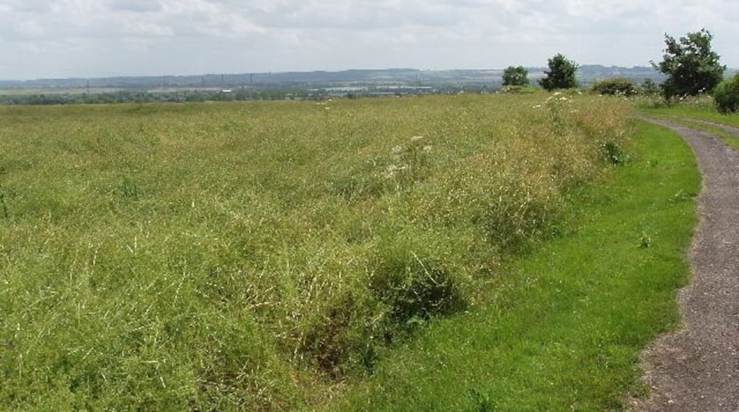 Oilseed rape at Ashbrook Farm The plants with their seed pods are all tangled together,