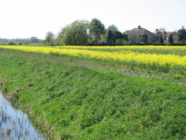 A field of yellow flowers, a water channel, and houses in the background.