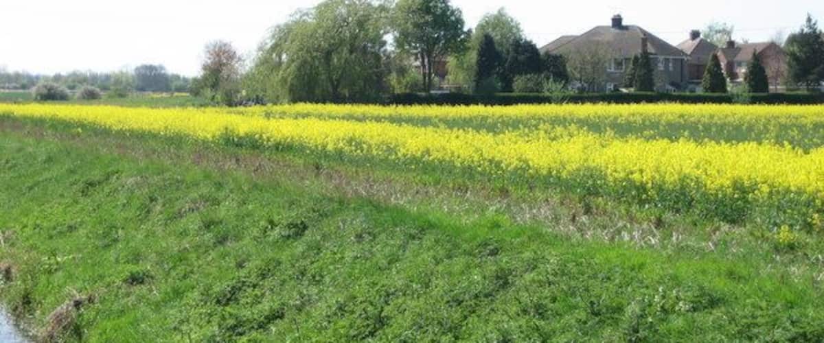 A field of yellow flowers, a water channel, and houses in the background.
