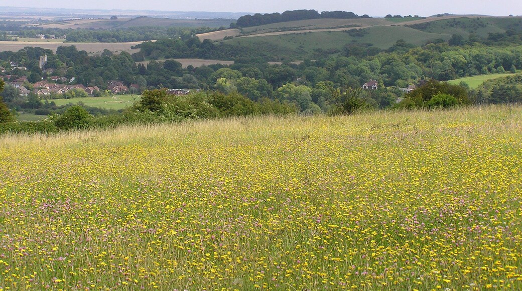 Looking across Bedfordshire from the downs - August 2009